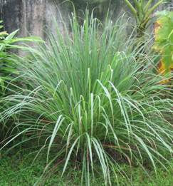 100% Pure Citronella Essential Oil | Cymbopogon winterianus