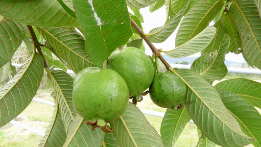 100% Pure Guava Leaf Essential Oil | Psidium guajava